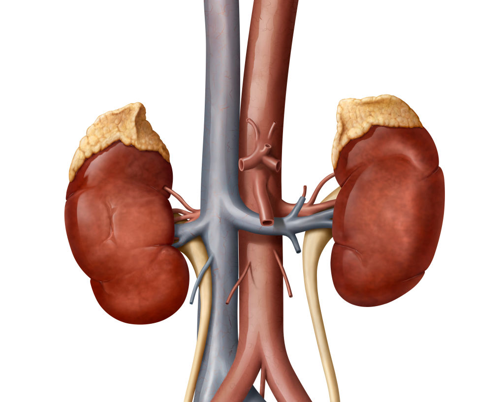 Why Kidney Care’s Biggest Investment Wave Hasn’t Moved Hospital Costs